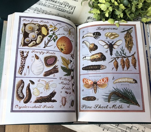 Flower gardening magazines - flower,