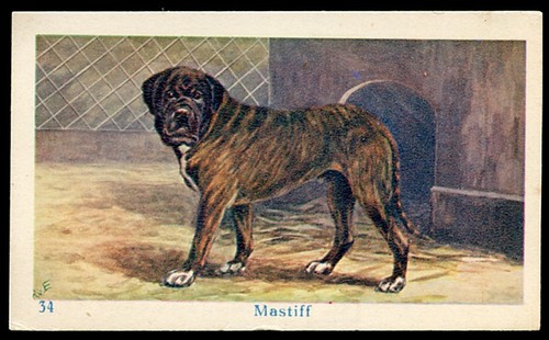 Mastiff old english - old, dog