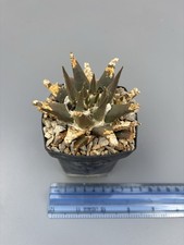 Ariocarpus trigonus elongatus - ariocarpus,