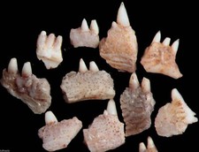 Triassic Turseodus fossil fish