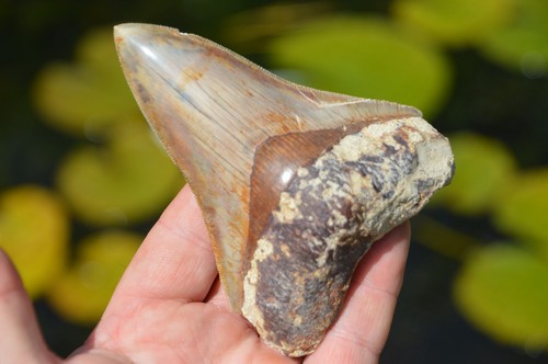 Beautiful genuine 3 - , 4.3"