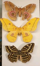 Butterflies Moths Insect