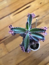 Kalanchoe Pink Butterflies ROOTED Small Plant Rare Houseplant