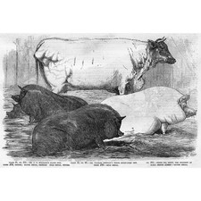 Smithfield Club Prize Cattle