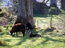 Photo 6x4 Zwartbles sheep near the Fairy Glen Betws-y-Coed On farmland ab c2009