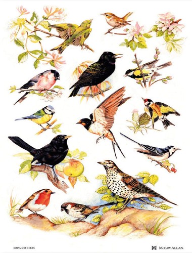Samuel lamont british birds - samuel,