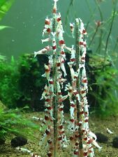 5x 170mm Shrimp lollies Sticks
