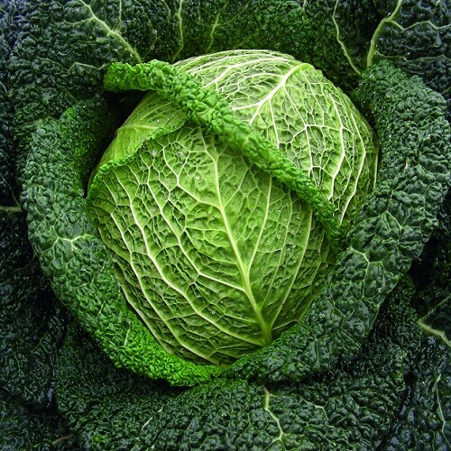 12x cabbage winter king - 'winter, king'