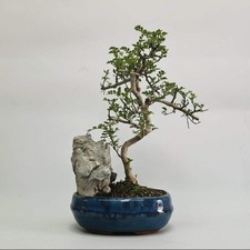 Chinese Pepper (Zanthoxylum