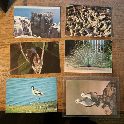 Bird postcards 12339 - 6,