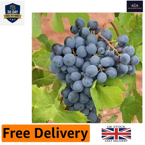 High yielding black grape - high-yielding,