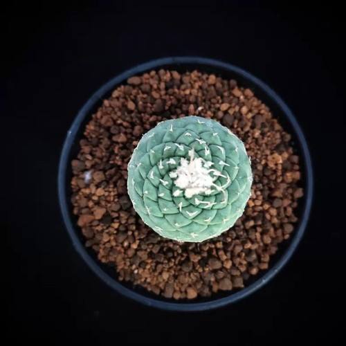 2cm strombocactus disciformis - strombocactus,