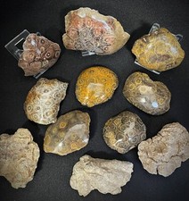 Polished natural fossilised - natural,
