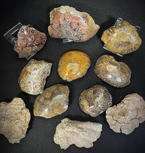 Polished natural fossilised - natural,
