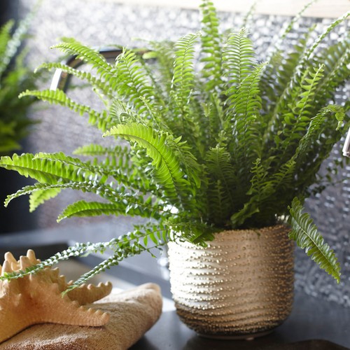 Nephrolepis boston fern indoor - nephrolepis,