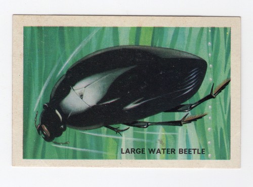 Australian beetles trade - trade, card