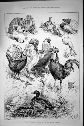 Original old antique print - old,