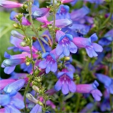Perennial penstemon heavenly - perennial,