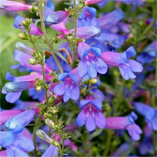 Perennial penstemon heavenly - perennial,