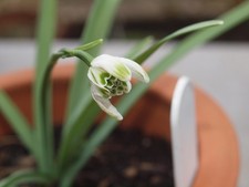 Galanthus Heloise Des Essourts