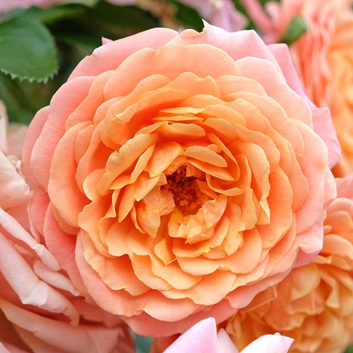 Climbing rose peach melba - climbing, melba,