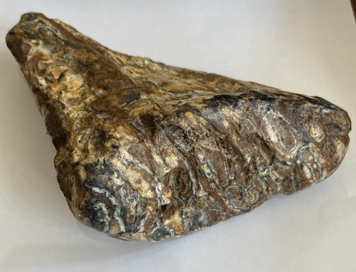 Woolly mammoth fossilisedtooth - woolly,