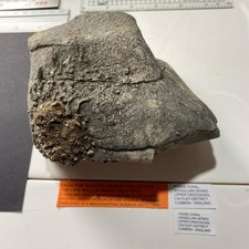 ANCIENT FOSSIL CORAL CIRCA