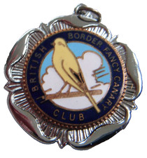 British border fancy canary - fancy,