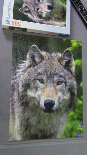 Ravensburger wolf portrait