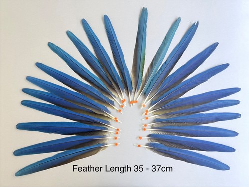 Parrot macaw feather crafts - feather,