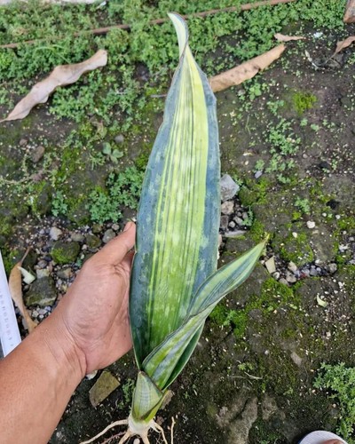 Sansevieria dragon king - sansevieria,