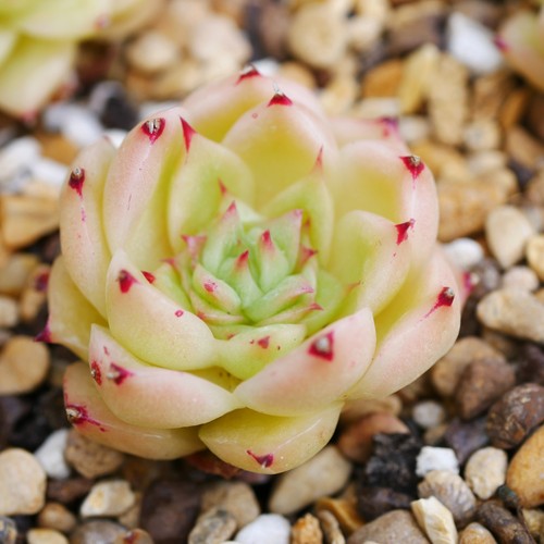 Echeveria phoenix malgan 3cm - malgan,
