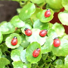 20 x Cute Mini LADYBIRD