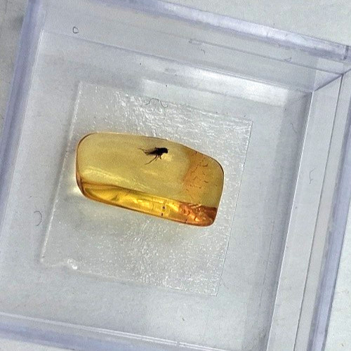 Rarity amber fossil with very - rarity:,