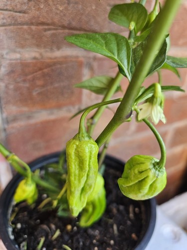 Bangladeshi naga chilli - 1x,