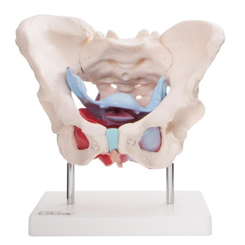 66fit female pelvic muscle - female,