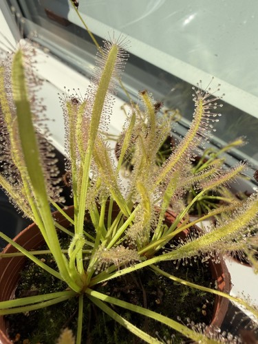 Drosera capensis carnivorous - drosera,