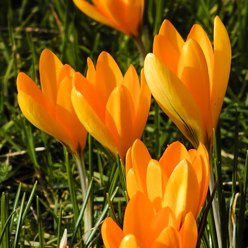 Crocus large flowered - large, yellow