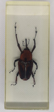Palm Weevil Real Insect Bug Specimen Resin Block  4.25" Asia