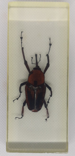 Palm weevil real insect - insect, bug