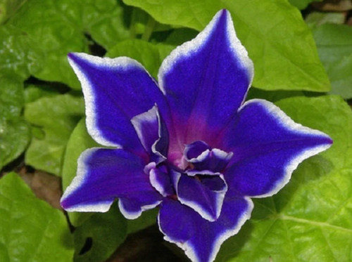 100 blue morning glory - blue, seeds
