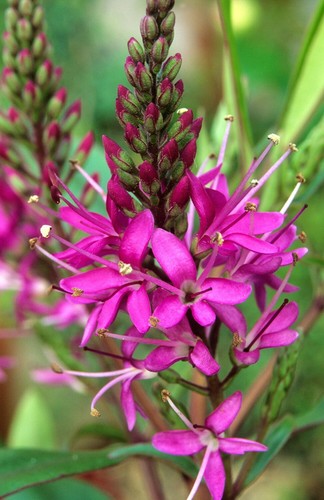 Hebe wari pink - 1,