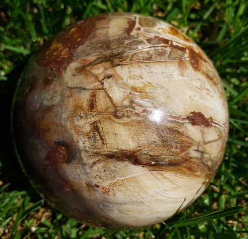 Petrified wood sphere orb - 3.4",