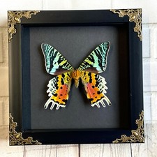 Madagascan Sunset Moth (Urania