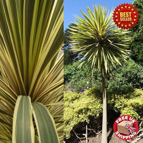 Hardy cordyline australis - cordyline, palm
