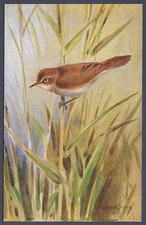Reed Warbler by Roland Green - R.S. Art Press bird postcard