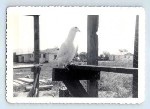 Old vintage photo closeup bird - vintage,