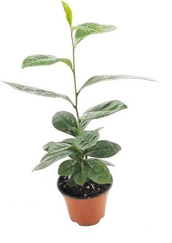 Camellia sinensis inch - 4, |