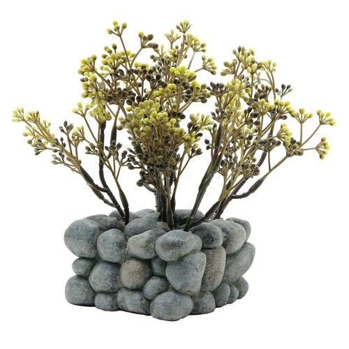 Fluval chi plant - plant, with