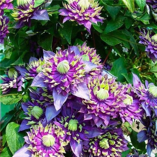 Seeds spike purple clematis - seeds,